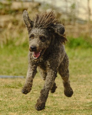 Bir köpek elinde bir rastayla tahta bir bloğun üzerinden atlıyor. İspanyol su köpeği. Spor yapan bir köpek. Çeviklik, bir köpek sporu. Spor malzemeleri. İspanyol Su Köpeği.