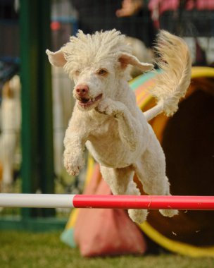 Bir köpek elinde bir rastayla tahta bir bloğun üzerinden atlıyor. İspanyol su köpeği. Spor yapan bir köpek. Çeviklik, bir köpek sporu. Spor malzemeleri. İspanyol Su Köpeği.