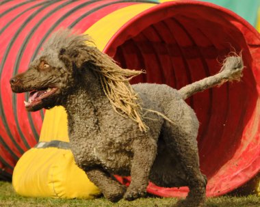 Bir köpek elinde bir rastayla tahta bir bloğun üzerinden atlıyor. İspanyol su köpeği. Spor yapan bir köpek. Çeviklik, bir köpek sporu. Spor malzemeleri. İspanyol Su Köpeği.