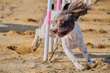 Bir köpek elinde bir rastayla tahta bir bloğun üzerinden atlıyor. İspanyol su köpeği. Spor yapan bir köpek. Çeviklik, bir köpek sporu. Spor malzemeleri. İspanyol Su Köpeği.