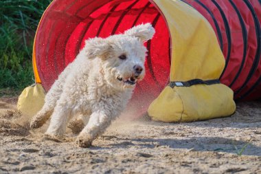 Bir köpek elinde bir rastayla tahta bir bloğun üzerinden atlıyor. İspanyol su köpeği. Spor yapan bir köpek. Çeviklik, bir köpek sporu. Spor malzemeleri. İspanyol Su Köpeği.