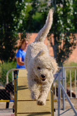 Bir köpek elinde bir rastayla tahta bir bloğun üzerinden atlıyor. İspanyol su köpeği. Spor yapan bir köpek. Çeviklik, bir köpek sporu. Spor malzemeleri. İspanyol Su Köpeği.