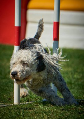 Bir köpek elinde bir rastayla tahta bir bloğun üzerinden atlıyor. İspanyol su köpeği. Spor yapan bir köpek. Çeviklik, bir köpek sporu. Spor malzemeleri. İspanyol Su Köpeği.