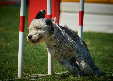 Bir köpek elinde bir rastayla tahta bir bloğun üzerinden atlıyor. İspanyol su köpeği. Spor yapan bir köpek. Çeviklik, bir köpek sporu. Spor malzemeleri. İspanyol Su Köpeği.