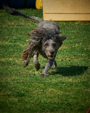 Bir köpek elinde bir rastayla tahta bir bloğun üzerinden atlıyor. İspanyol su köpeği. Spor yapan bir köpek. Çeviklik, bir köpek sporu. Spor malzemeleri. İspanyol Su Köpeği.
