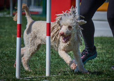 Bir köpek elinde bir rastayla tahta bir bloğun üzerinden atlıyor. İspanyol su köpeği. Spor yapan bir köpek. Çeviklik, bir köpek sporu. Spor malzemeleri. İspanyol Su Köpeği.