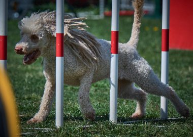 Bir köpek elinde bir rastayla tahta bir bloğun üzerinden atlıyor. İspanyol su köpeği. Spor yapan bir köpek. Çeviklik, bir köpek sporu. Spor malzemeleri. İspanyol Su Köpeği.