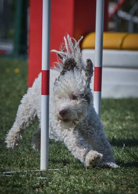 Bir köpek elinde bir rastayla tahta bir bloğun üzerinden atlıyor. İspanyol su köpeği. Spor yapan bir köpek. Çeviklik, bir köpek sporu. Spor malzemeleri. İspanyol Su Köpeği.