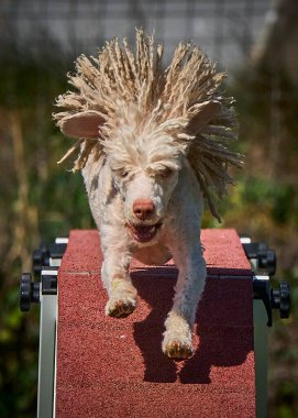 Bir köpek elinde bir rastayla tahta bir bloğun üzerinden atlıyor. İspanyol su köpeği. Spor yapan bir köpek. Çeviklik, bir köpek sporu. Spor malzemeleri. İspanyol Su Köpeği.