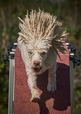 Bir köpek elinde bir rastayla tahta bir bloğun üzerinden atlıyor. İspanyol su köpeği. Spor yapan bir köpek. Çeviklik, bir köpek sporu. Spor malzemeleri. İspanyol Su Köpeği.