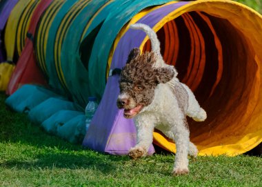 Bir köpek elinde bir rastayla tahta bir bloğun üzerinden atlıyor. İspanyol su köpeği. Spor yapan bir köpek. Çeviklik, bir köpek sporu. Spor malzemeleri. İspanyol Su Köpeği.