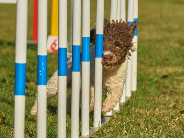 Bir köpek elinde bir rastayla tahta bir bloğun üzerinden atlıyor. İspanyol su köpeği. Spor yapan bir köpek. Çeviklik, bir köpek sporu. Spor malzemeleri. İspanyol Su Köpeği.