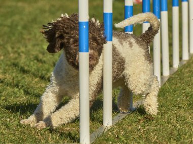 Bir köpek elinde bir rastayla tahta bir bloğun üzerinden atlıyor. İspanyol su köpeği. Spor yapan bir köpek. Çeviklik, bir köpek sporu. Spor malzemeleri. İspanyol Su Köpeği.