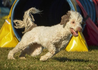 Bir köpek elinde bir rastayla tahta bir bloğun üzerinden atlıyor. İspanyol su köpeği. Spor yapan bir köpek. Çeviklik, bir köpek sporu. Spor malzemeleri. İspanyol Su Köpeği.