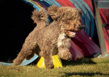Bir köpek elinde bir rastayla tahta bir bloğun üzerinden atlıyor. İspanyol su köpeği. Spor yapan bir köpek. Çeviklik, bir köpek sporu. Spor malzemeleri. İspanyol Su Köpeği.