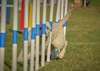 Bir köpek elinde bir rastayla tahta bir bloğun üzerinden atlıyor. İspanyol su köpeği. Spor yapan bir köpek. Çeviklik, bir köpek sporu. Spor malzemeleri. İspanyol Su Köpeği.