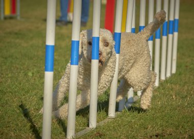 Bir köpek elinde bir rastayla tahta bir bloğun üzerinden atlıyor. İspanyol su köpeği. Spor yapan bir köpek. Çeviklik, bir köpek sporu. Spor malzemeleri. İspanyol Su Köpeği.