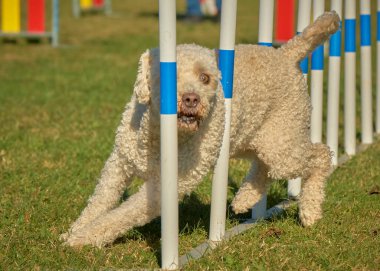 Bir köpek elinde bir rastayla tahta bir bloğun üzerinden atlıyor. İspanyol su köpeği. Spor yapan bir köpek. Çeviklik, bir köpek sporu. Spor malzemeleri. İspanyol Su Köpeği.
