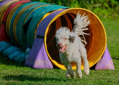Bir köpek elinde bir rastayla tahta bir bloğun üzerinden atlıyor. İspanyol su köpeği. Spor yapan bir köpek. Çeviklik, bir köpek sporu. Spor malzemeleri. İspanyol Su Köpeği.