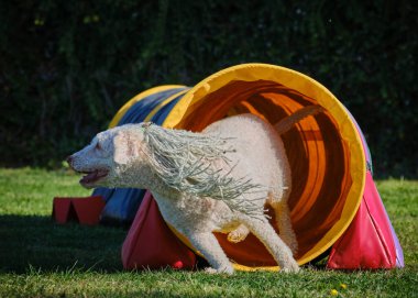 Bir köpek elinde bir rastayla tahta bir bloğun üzerinden atlıyor. İspanyol su köpeği. Spor yapan bir köpek. Çeviklik, bir köpek sporu. Spor malzemeleri. İspanyol Su Köpeği.