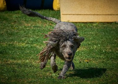 Bir köpek elinde bir rastayla tahta bir bloğun üzerinden atlıyor. İspanyol su köpeği. Spor yapan bir köpek. Çeviklik, bir köpek sporu. Spor malzemeleri. İspanyol Su Köpeği.