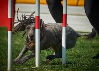 Bir köpek elinde bir rastayla tahta bir bloğun üzerinden atlıyor. İspanyol su köpeği. Spor yapan bir köpek. Çeviklik, bir köpek sporu. Spor malzemeleri. İspanyol Su Köpeği.