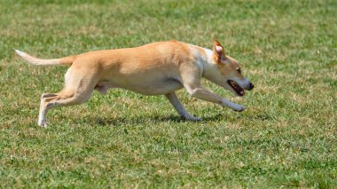 Ağzında frizbiyle tarlada koşan bir köpek.