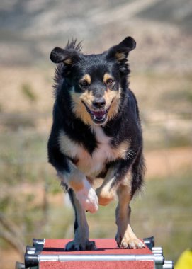 Havada kırmızı bir nesnenin üzerinden atlayan bir köpek.