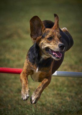 Tarlada engelin üzerinden atlayan bir köpek.