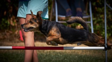 Tarlada engelin üzerinden atlayan bir köpek.