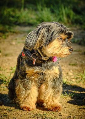 Dili dışarıda yerde oturan bir köpek.
