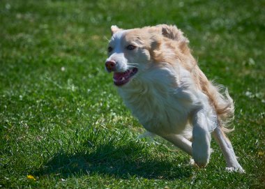 Ağzında frizbiyle çimenlerde koşan bir köpek.