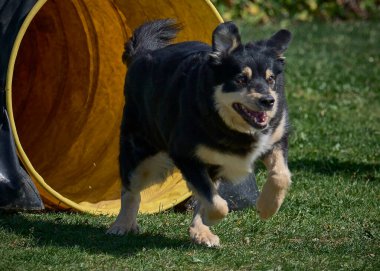 Otların arasında bir tünelde koşan bir köpek.