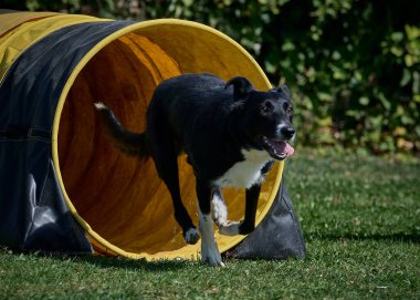 Otların arasında tüp içinde koşan bir köpek.