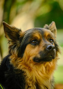 Boynunda tasma olan bir köpek.