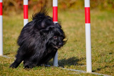 Bir köpek sırıklarla tarlada koşuyor.