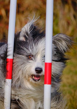 Bir köpek kapıdan atlıyor.