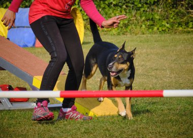Parkta engelin üzerinden atlayan bir köpek.