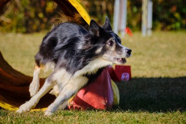 Otların arasında bir tünelde koşan bir köpek.