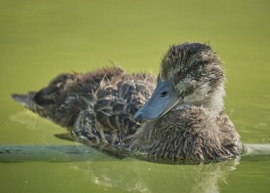 Bir ördek yeşil arka planda bir gölde yüzüyor.