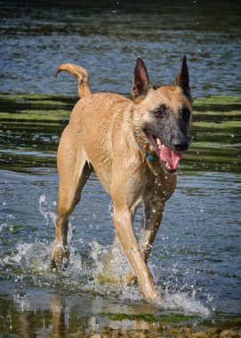 İki köpek birbirleri ile suda oynuyorlar. Belçika Malinois Çobanı