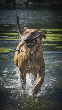 İki köpek birbirleri ile suda oynuyorlar. Belçika Malinois Çobanı