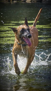 İki köpek birbirleri ile suda oynuyorlar. Belçika Malinois Çobanı