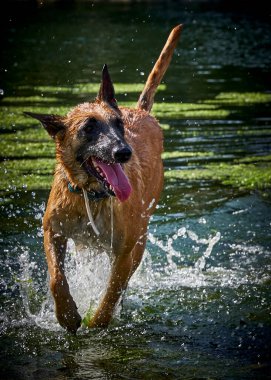 İki köpek birbirleri ile suda oynuyorlar. Belçika Malinois Çobanı