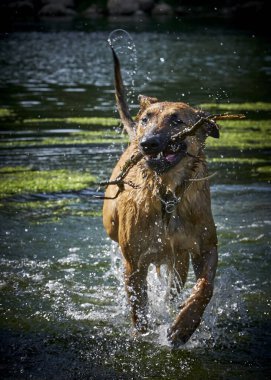 İki köpek birbirleri ile suda oynuyorlar. Belçika Malinois Çobanı