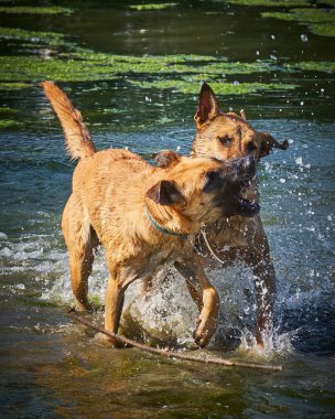 İki köpek birbirleri ile suda oynuyorlar. Belçika Malinois Çobanı