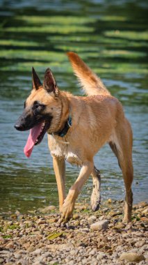 İki köpek birbirleri ile suda oynuyorlar. Belçika Malinois Çobanı