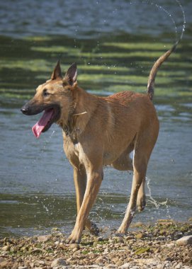 İki köpek birbirleri ile suda oynuyorlar. Belçika Malinois Çobanı