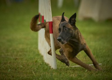 İki köpek birbirleri ile suda oynuyorlar. Belçika Malinois Çobanı