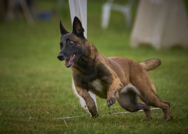 İki köpek birbirleri ile suda oynuyorlar. Belçika Malinois Çobanı